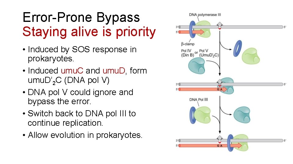 Error-Prone Bypass Staying alive is priority • Induced by SOS response in prokaryotes. •