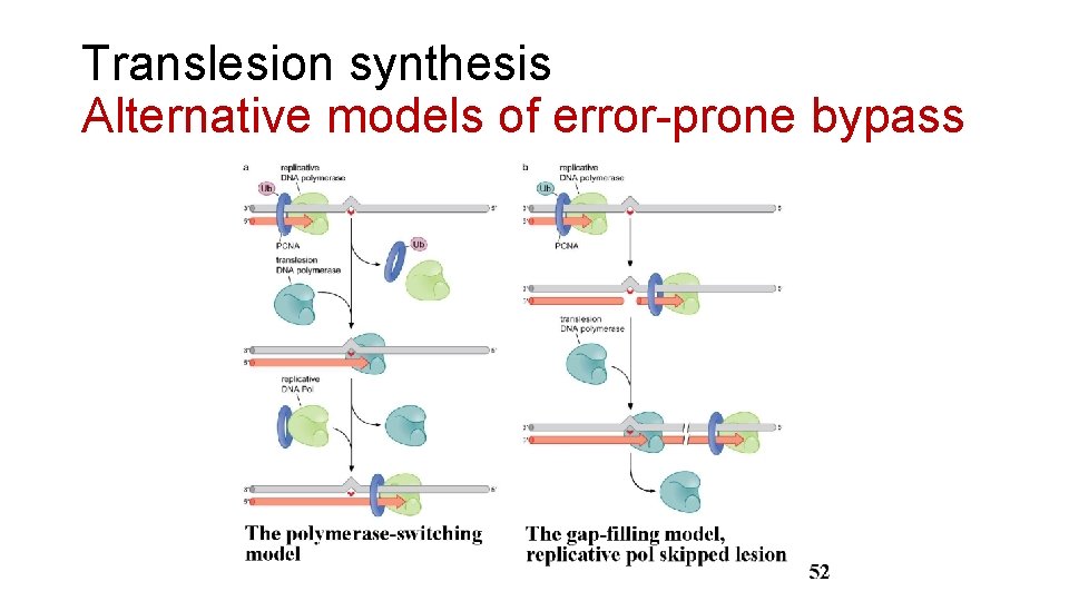 Translesion synthesis Alternative models of error-prone bypass 