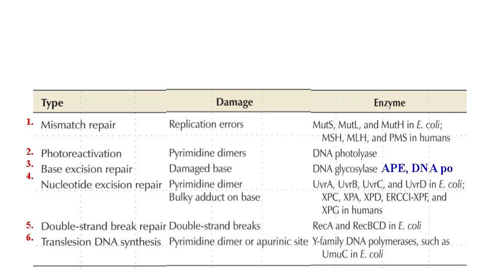 1. 2. 3. 4. 5. 6. APE, DNA po 