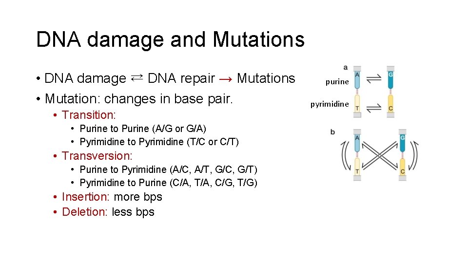 DNA damage and Mutations • DNA damage ⇄ DNA repair → Mutations • Mutation: