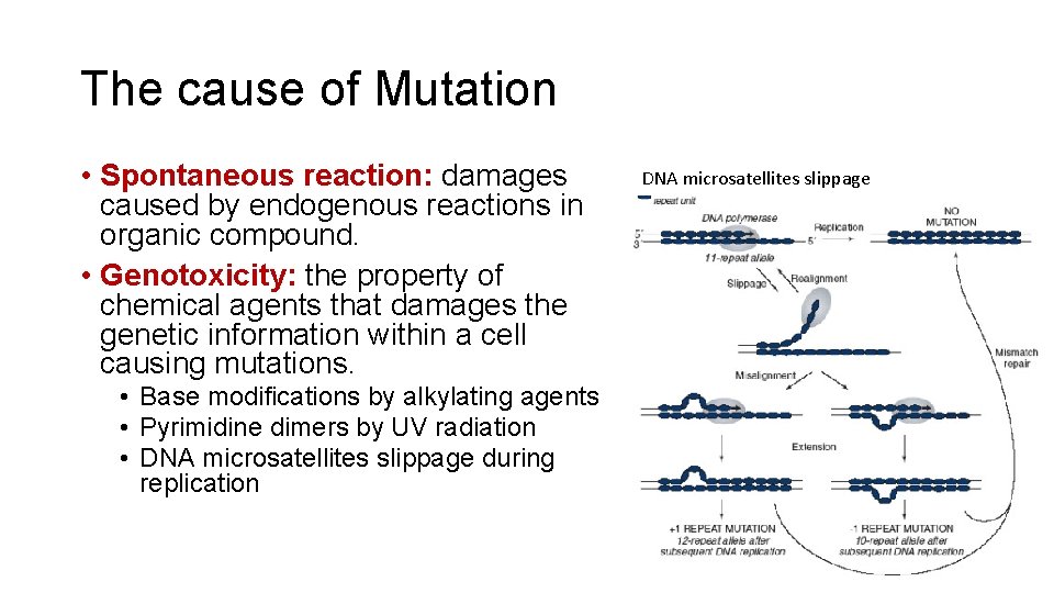 The cause of Mutation • Spontaneous reaction: damages caused by endogenous reactions in organic