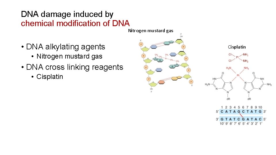 DNA damage induced by chemical modification of DNA Nitrogen mustard gas • DNA alkylating