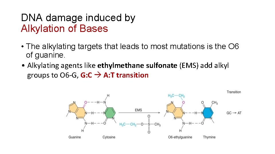 DNA damage induced by Alkylation of Bases • The alkylating targets that leads to