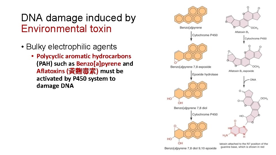 DNA damage induced by Environmental toxin • Bulky electrophilic agents • Polycyclic aromatic hydrocarbons