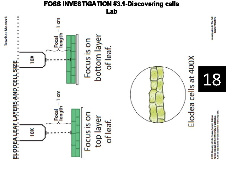 FOSS INVESTIGATION #3. 1 -Discovering cells Lab 18 
