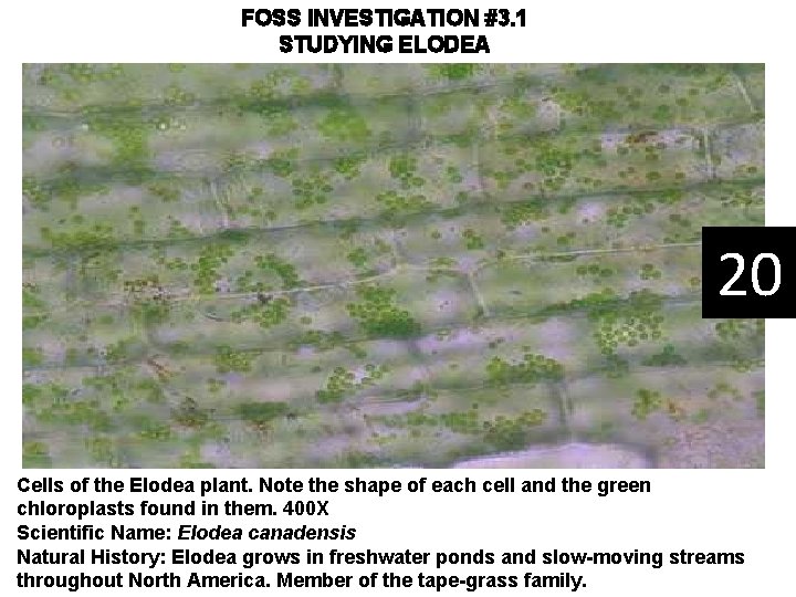 FOSS INVESTIGATION #3. 1 STUDYING ELODEA 20 Cells of the Elodea plant. Note the