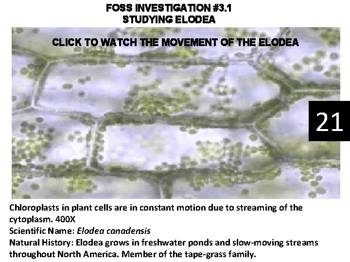 FOSS INVESTIGATION #3. 1 STUDYING ELODEA CLICK TO WATCH THE MOVEMENT OF THE ELODEA