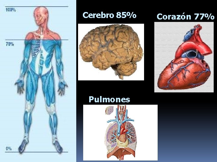 Cerebro 85% Pulmones 89% Corazón 77% 