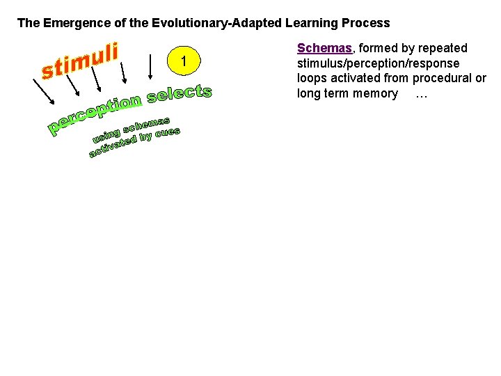 The Emergence of the Evolutionary-Adapted Learning Process 1 Schemas, formed by repeated stimulus/perception/response loops