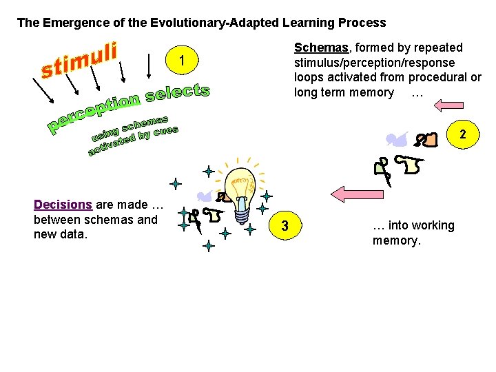 The Emergence of the Evolutionary-Adapted Learning Process Schemas, formed by repeated stimulus/perception/response loops activated