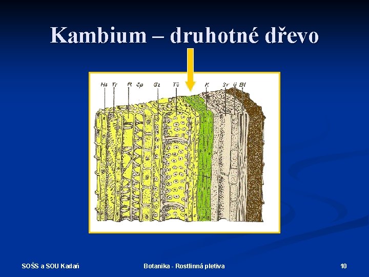 Kambium – druhotné dřevo SOŠS a SOU Kadaň Botanika - Rostlinná pletiva 10 