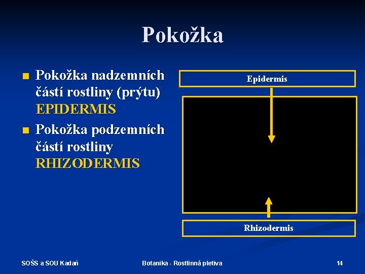 Pokožka n n Pokožka nadzemních částí rostliny (prýtu) EPIDERMIS Pokožka podzemních částí rostliny RHIZODERMIS