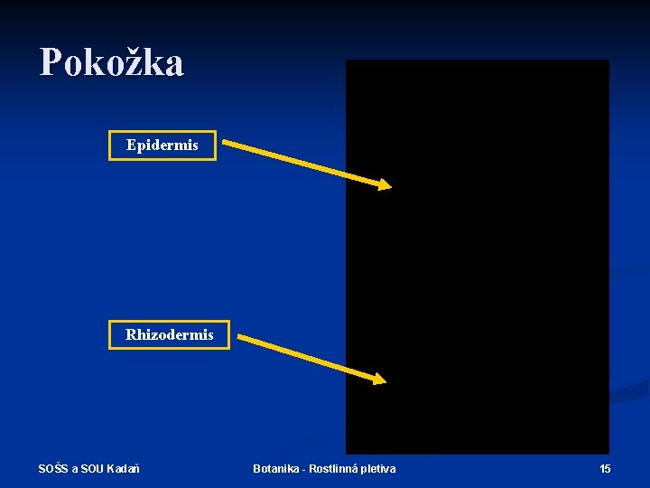 Pokožka Epidermis Rhizodermis SOŠS a SOU Kadaň Botanika - Rostlinná pletiva 15 