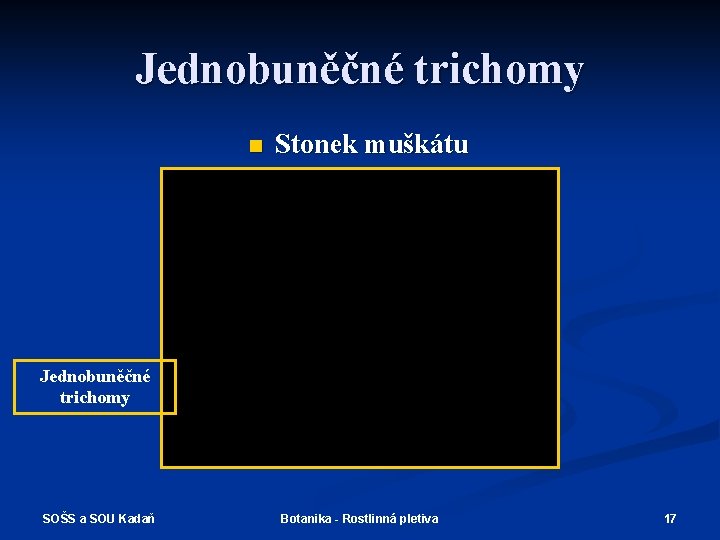 Jednobuněčné trichomy n Stonek muškátu Jednobuněčné trichomy SOŠS a SOU Kadaň Botanika - Rostlinná