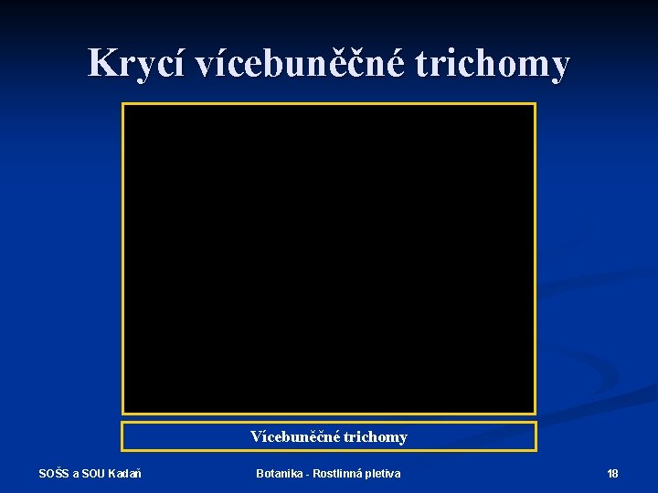 Krycí vícebuněčné trichomy Vícebuněčné trichomy SOŠS a SOU Kadaň Botanika - Rostlinná pletiva 18