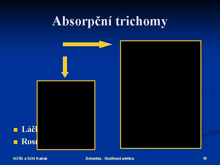 Absorpční trichomy n n Láčkovka Rosnatka SOŠS a SOU Kadaň Botanika - Rostlinná pletiva