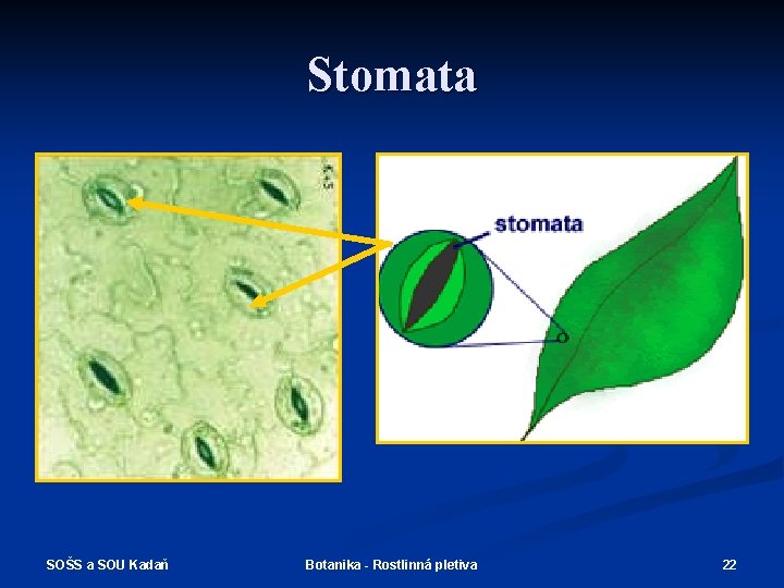 Stomata SOŠS a SOU Kadaň Botanika - Rostlinná pletiva 22 