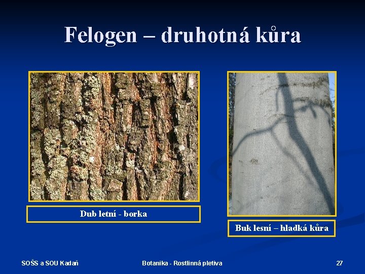 Felogen – druhotná kůra Dub letní - borka Buk lesní – hladká kůra SOŠS