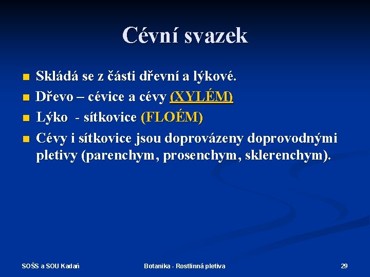 Cévní svazek n n Skládá se z části dřevní a lýkové. Dřevo – cévice