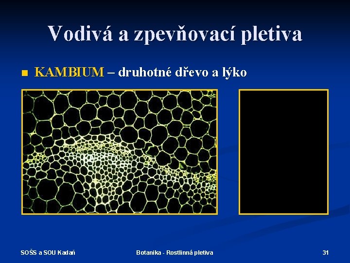 Vodivá a zpevňovací pletiva n KAMBIUM – druhotné dřevo a lýko SOŠS a SOU