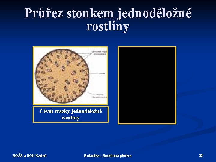 Průřez stonkem jednoděložné rostliny Cévní svazky jednoděložné rostliny SOŠS a SOU Kadaň Botanika -