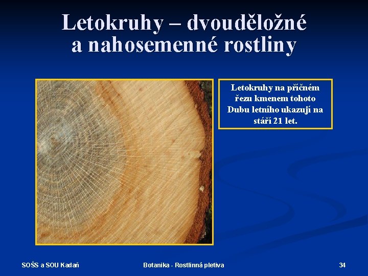 Letokruhy – dvouděložné a nahosemenné rostliny Letokruhy na příčném řezu kmenem tohoto Dubu letního