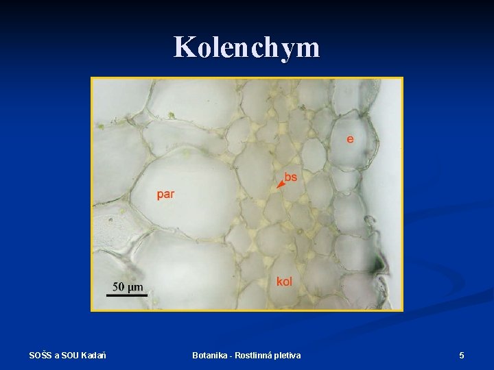 Kolenchym SOŠS a SOU Kadaň Botanika - Rostlinná pletiva 5 