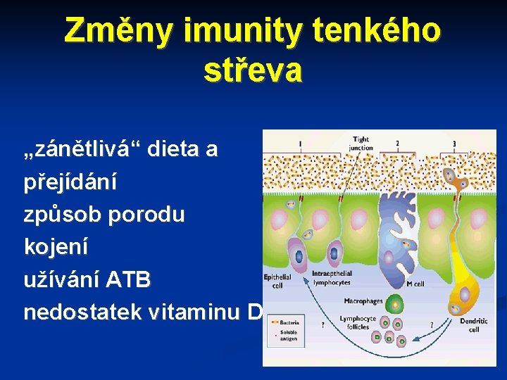 Změny imunity tenkého střeva „zánětlivá“ dieta a přejídání způsob porodu kojení užívání ATB nedostatek