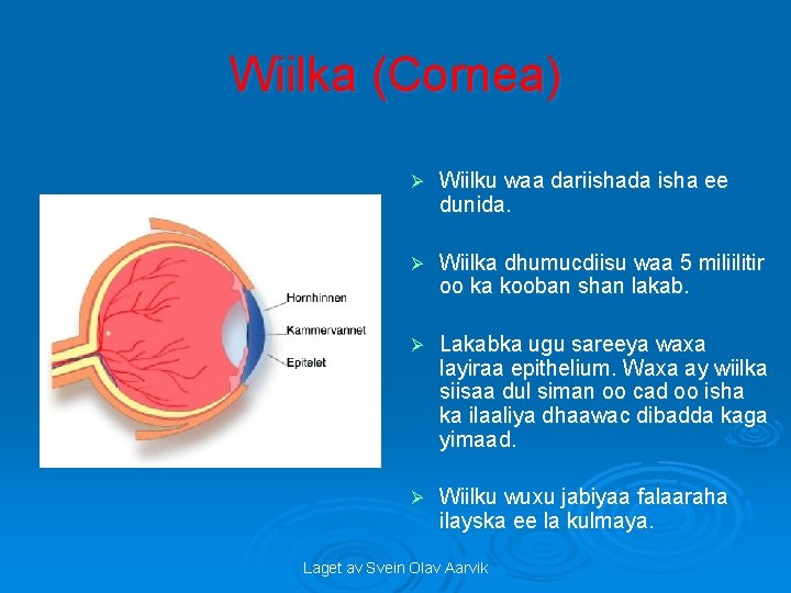 Wiilka (Cornea) Ø Wiilku waa dariishada isha ee dunida. Ø Wiilka dhumucdiisu waa 5