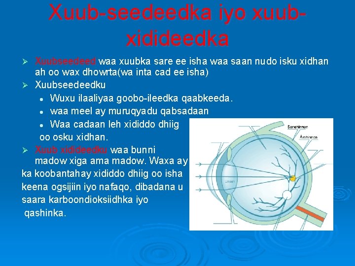 Xuub-seedeedka iyo xuubxidideedka Xuubseedeed waa xuubka sare ee isha waa saan nudo isku xidhan