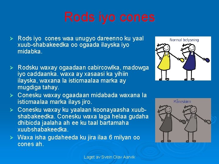 Rods iyo cones Ø Rods iyo cones waa unugyo dareenno ku yaal xuub-shabakeedka oo