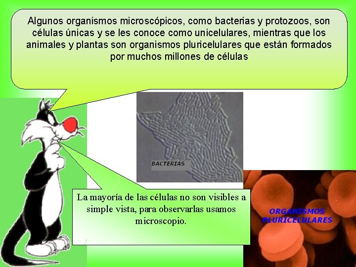 Algunos organismos microscópicos, como bacterias y protozoos, son células únicas y se les conoce