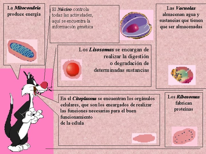 La Mitocondria produce energía El Núcleo controla todas las actividades, aquí se encuentra la