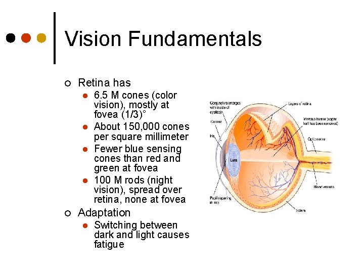 Vision Fundamentals ¢ Retina has l l ¢ 6. 5 M cones (color vision),