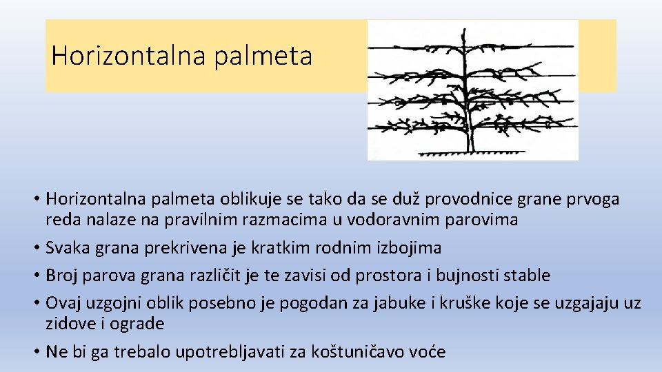 Horizontalna palmeta • Horizontalna palmeta oblikuje se tako da se duž provodnice grane prvoga