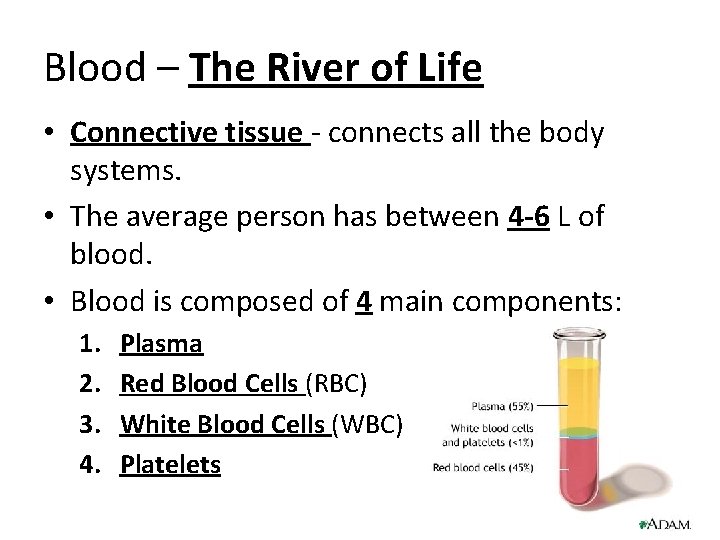 Blood – The River of Life • Connective tissue - connects all the body