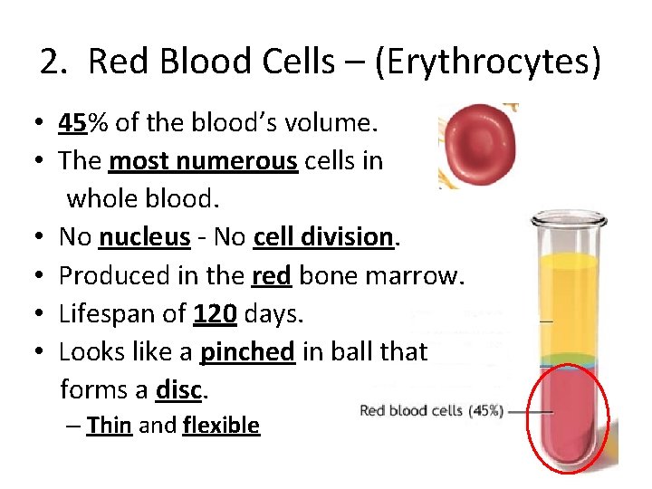 2. Red Blood Cells – (Erythrocytes) • 45% of the blood’s volume. • The