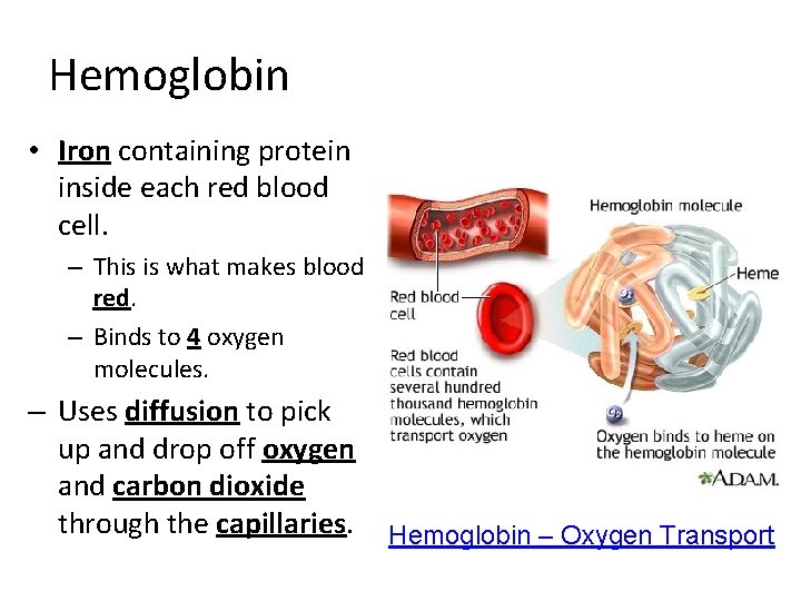 Hemoglobin • Iron containing protein inside each red blood cell. – This is what