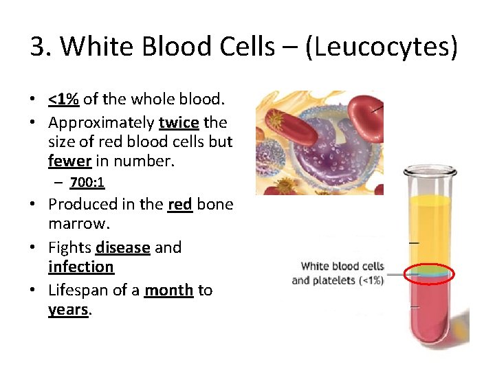 3. White Blood Cells – (Leucocytes) • <1% of the whole blood. • Approximately