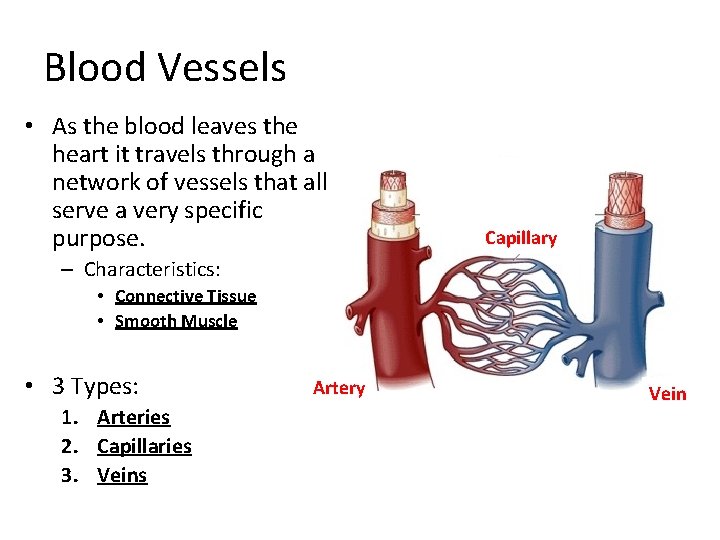 Blood Vessels • As the blood leaves the heart it travels through a network