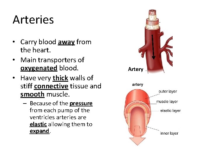 Arteries • Carry blood away from the heart. • Main transporters of oxygenated blood.