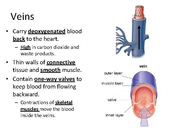 Veins • Carry deoxygenated blood back to the heart. – High in carbon dioxide