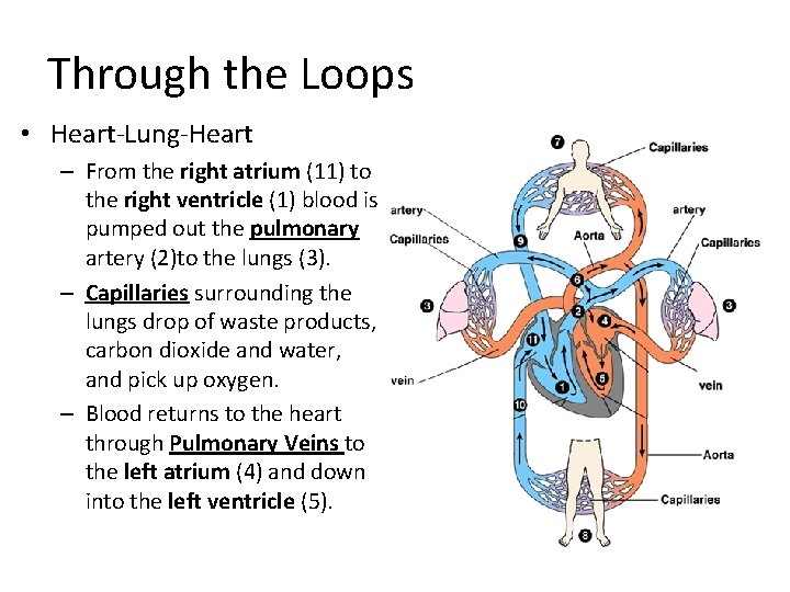 Through the Loops • Heart-Lung-Heart – From the right atrium (11) to the right