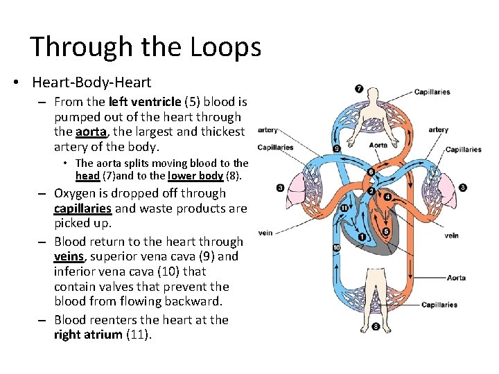 Through the Loops • Heart-Body-Heart – From the left ventricle (5) blood is pumped