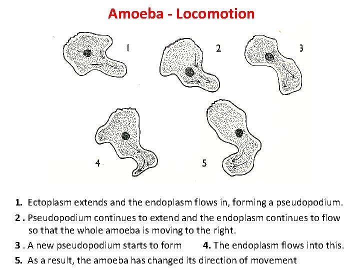 Amoeba - Locomotion 1. Ectoplasm extends and the endoplasm flows in, forming a pseudopodium.