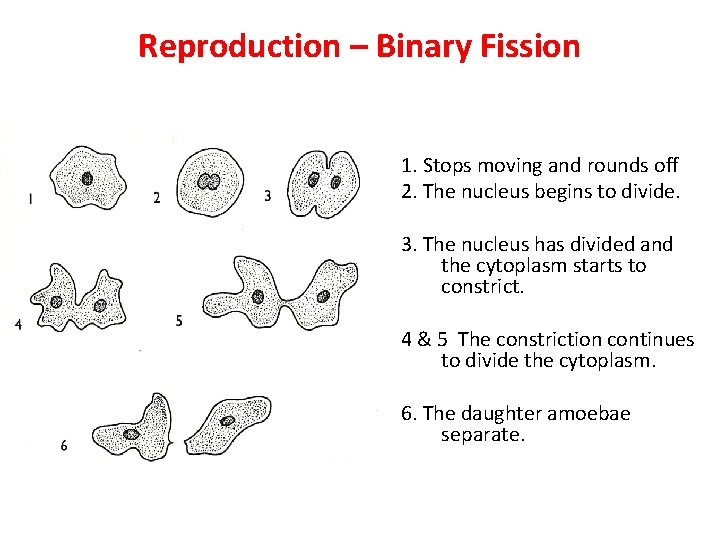 Reproduction – Binary Fission 1. Stops moving and rounds off 2. The nucleus begins