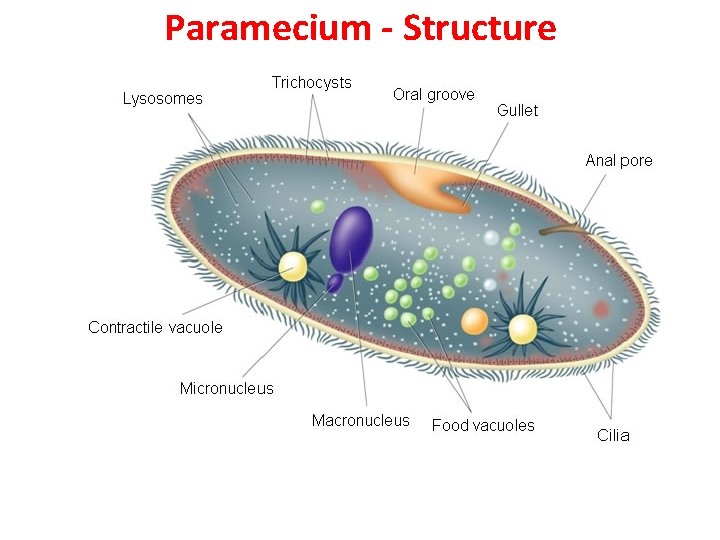 Paramecium - Structure 