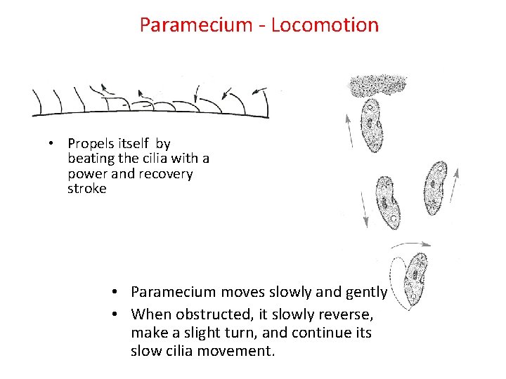 Paramecium - Locomotion • Propels itself by beating the cilia with a power and