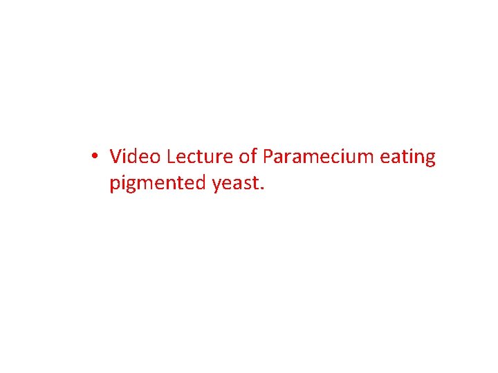  • Video Lecture of Paramecium eating pigmented yeast. 