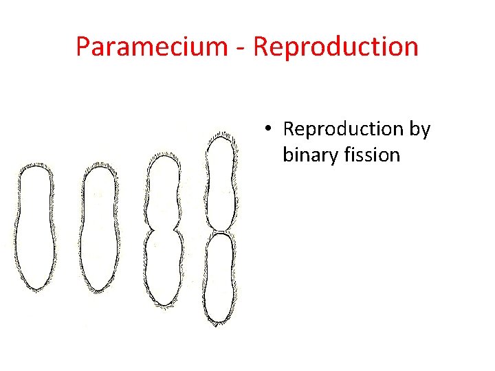 Paramecium - Reproduction • Reproduction by binary fission 